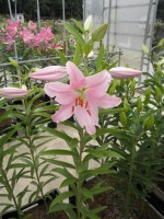 [1814 Escher No02.JPG]